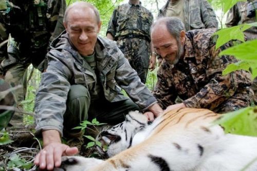 Владимир Путин с тигром Кузей (процесс надевания радиоошейника)