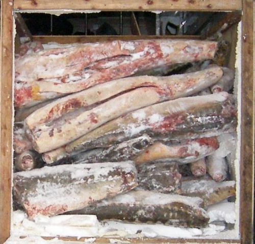 Замороженные осетры найдены в «КамАЗе»