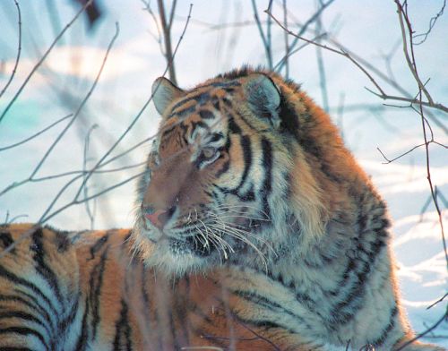 Амурскаий тигр. Автор фото Василий Солкин, WWF России.