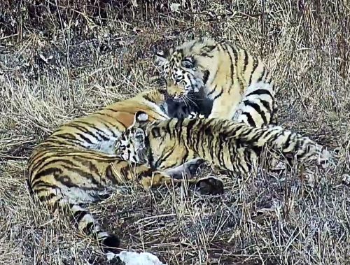 Тигрица с тигренком. Фото МРОО Центр «Амурский тигр»