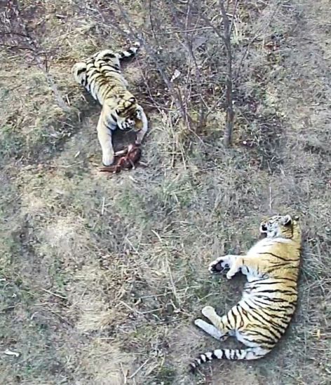 Все надеятся, что дружба Сайхана и тигрицы из Лазо перерастет в нечто большее и, возможно, их потомство пополнит группировку тигров. Фото предоставлено МРОО «Центр «Тигр»