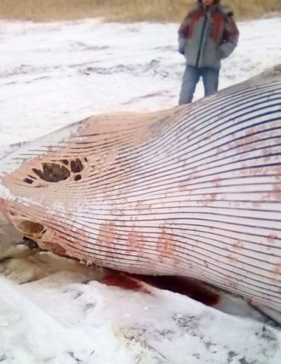 Тушу мёртвого кита обнаружили сахалинцы сегодня днем на побережье Охотского моря в Макаровском районе