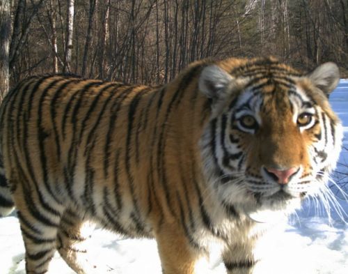 За шесть лет обитания в Приморье тигрица дала жизнь четырем тигрятам. Фотоловушка заповедника «Бастак» 