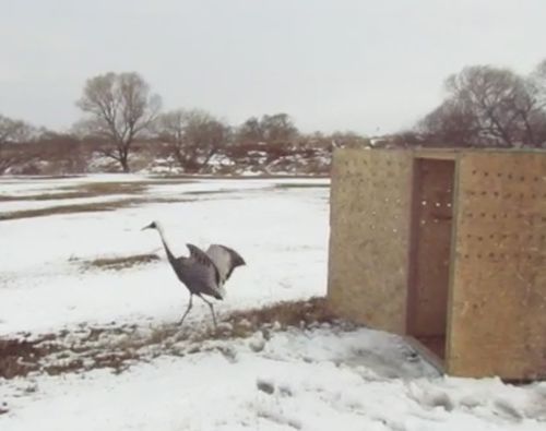 Даурский журавль стал первой редкой теплолюбивой птицей, которая оказалась на зимовке в Центре реабилитации «Тигр»