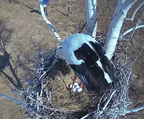 В  гнезде  на дереве в Березовском заказнике. Скриншот с онлайн камеры  WWF России АмурСоЭС