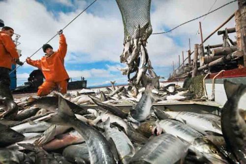 В нынешнем промысловом сезоне островным рыбакам предстоит выловить 45 тыс. тонн лососевых. Из них 33 тыс. тонн – кеты, 10 тыс. тонн – горбуши, 2 тыс. тонн – нерки и кижуча.