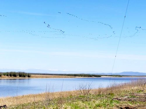 Весенний перелет птиц в Приболонье