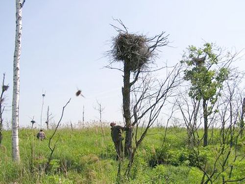 Экспедиция заповедника по обследованию гнездовых участков и гнезд, гнездящихся на деревьях птиц Приболонья