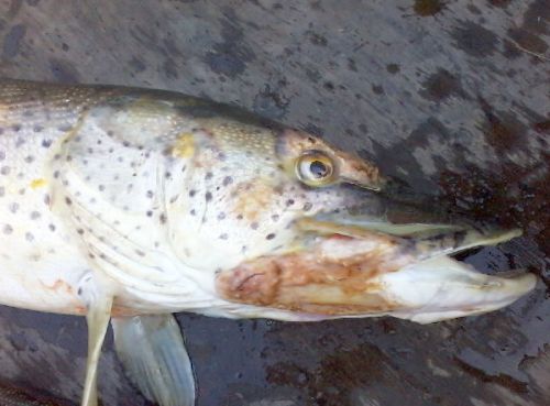 Явно выраженные язвы и наросты на тушках рыбы.  Фото заповедника «Комсомольский»