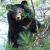 Расстрельный приговор вынесли медведям-мигрантам на Дальнем Востоке