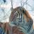 В Хабаровском крае отловлен тигр, напавший на человека