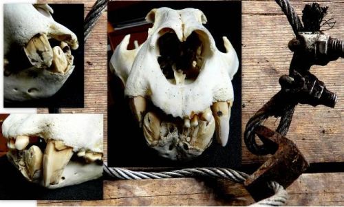 Фото 1. Череп тигра-самца, «повредившего зубы» при отлове WCS в ноябре 2006 г. в Хасанском районе Приморья (фото Г. Салькиной)