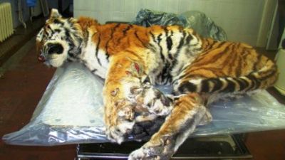 Фото 5. Труп тигра Ивана, дважды отловленного WCS и убившего человека спустя 2,5 месяца после последнего отлова (фото WCS).
