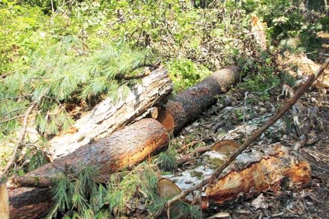 Уничтожение кедров при разработке лесосеки