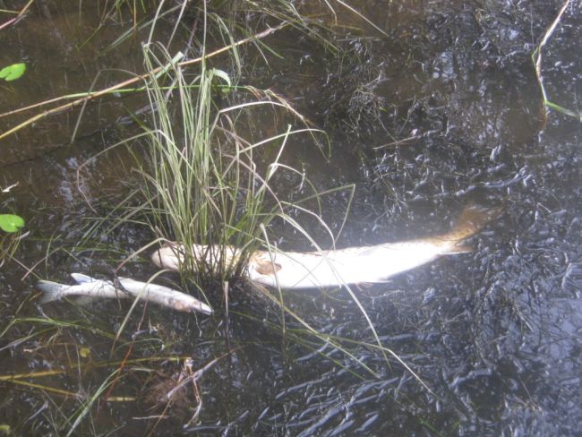 Тушки погибшей рыбы, вынесенные течением из озера Удыль. Фото заповедника «Комсомольский»