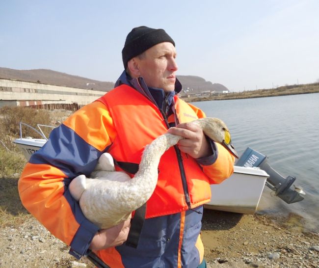 Лебедя вытащили спасатели с середины озера
