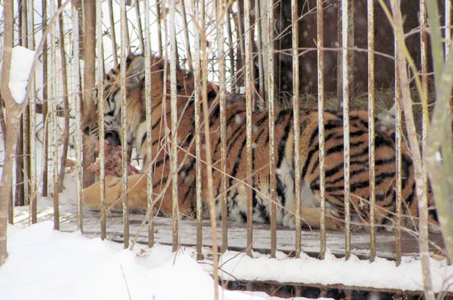 Тигр Упорный. Фото  предоставлено Центром реабилитации диких животных «Утес».