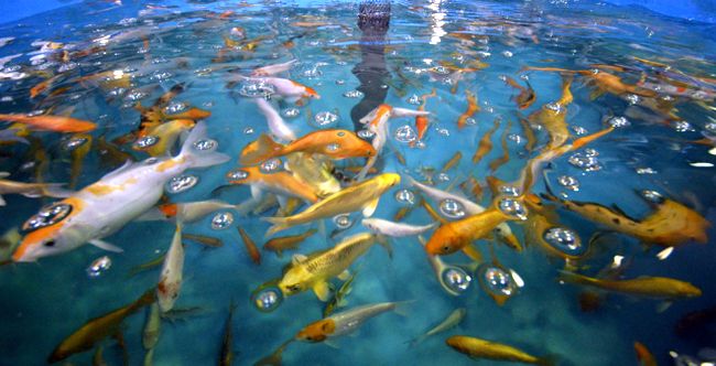 Рыбы океанариума