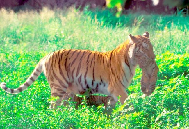 Перетаскивание тигренка в пасти напуганной тигрицей чревато травмированием и гибелью детеныша. Фото В.Г. Юдина
