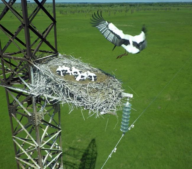 На опорах ЛЭП сейчас расположено около 40% всех гнезд дальневосточного аиста. Фото Олега Кабалика.
