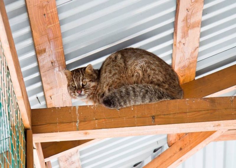 В Нанайском районе Хабаровского края спасли амурского лесного кота