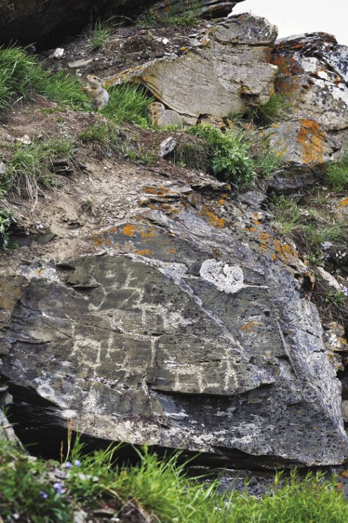 Изображения оленей встречаются на скалах Пегтымеля наиболее часто.