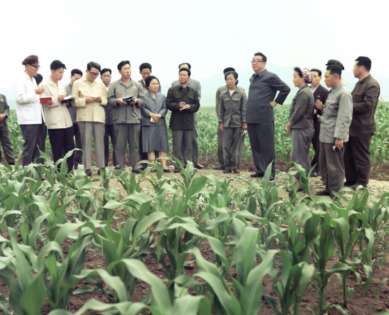 В Чхонгеском сельхозкооперативе уезда Понсан. Июнь 65 года чучхе (1976).