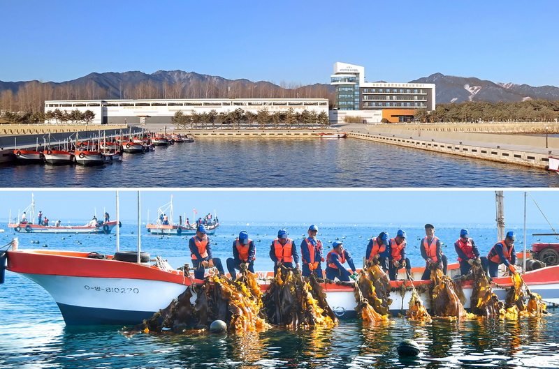 Сбор ламинарии в Марикультурном хозяйстве в городе Синпхо.