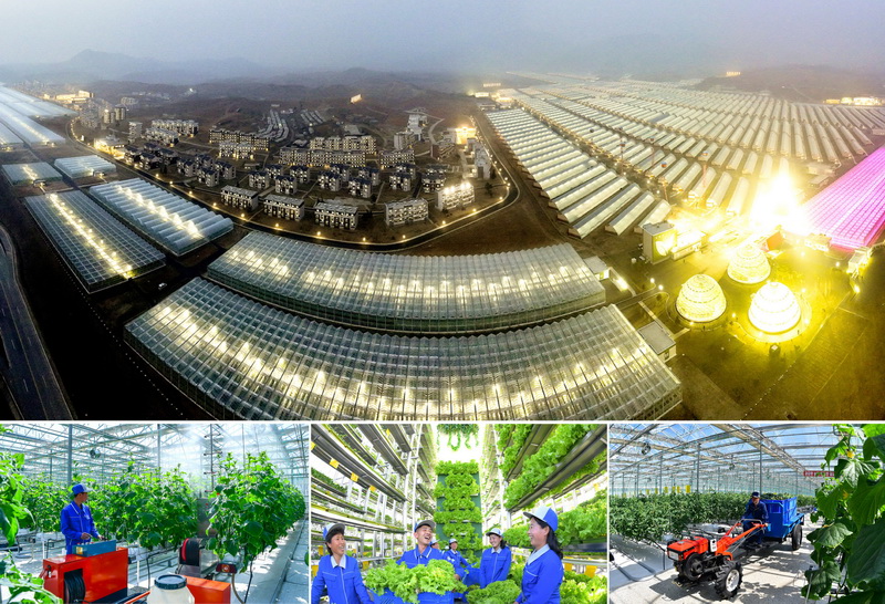 Кандонский тепличный комбинат.