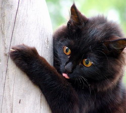Черный кот (нажмите, чтобы увеличить)