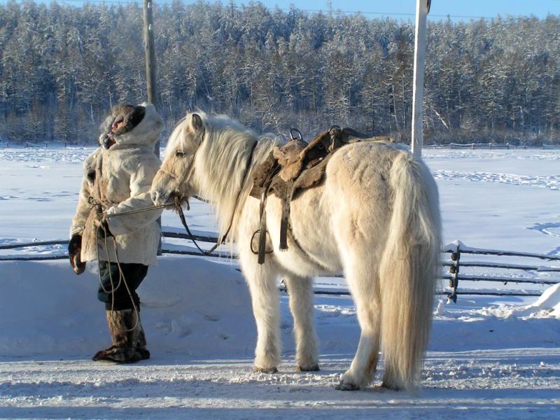 Самая северная - якутская лошадь
