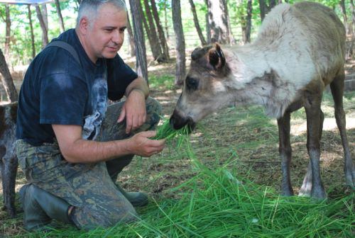 Корреспондент «Приамурских ведомостей» Ю. Ковалев с оленями
