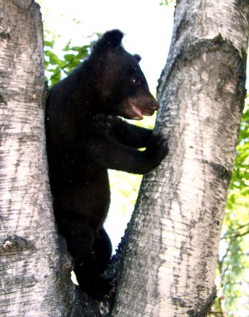 Один медвежонок стал карабкаться на дерево (нажмите, чтобы увеличить)