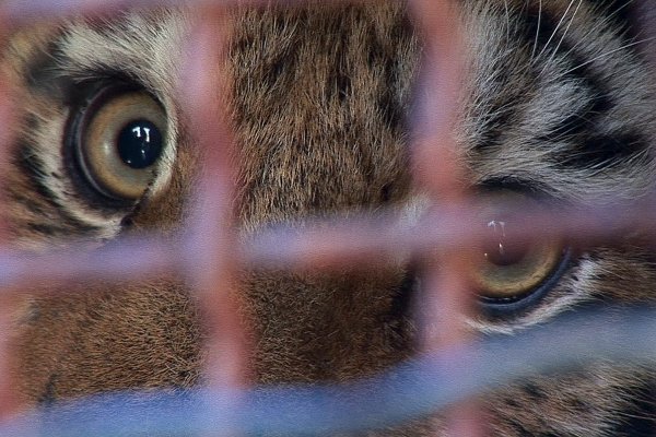 На фото тигрица Ангара. 2008 год. Автор фото: «Зов тайги»